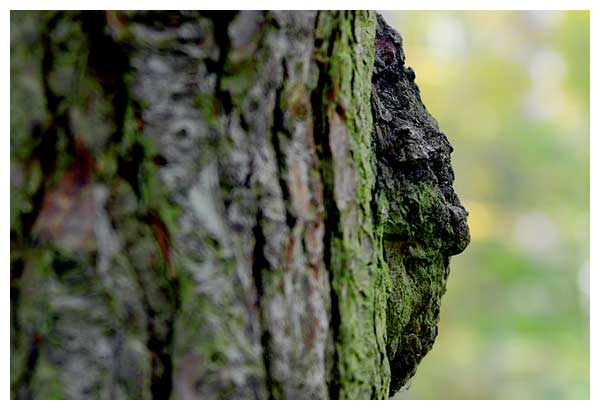 Le menhir de la Gauchmatt